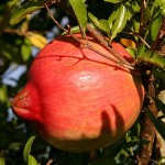 Benefits of Pomegranates